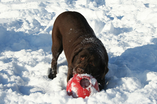 Picture of Shellby in the snow