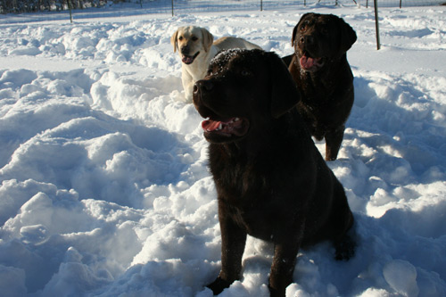 Picture of Marley in the snow