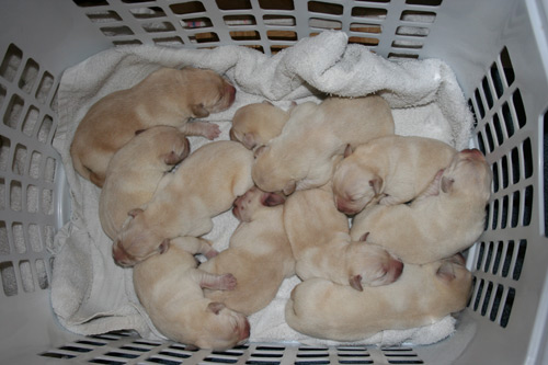 3 Day old basket