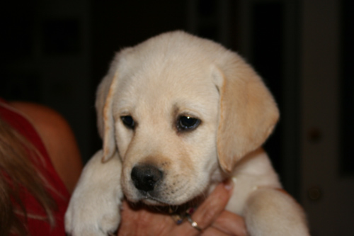 Picture of butter pup